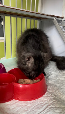 Best Cat Clinic and Care