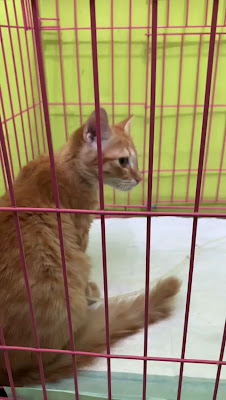 CVET ANIMAL CLINIC